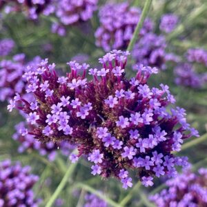 Verbena Bonariensis - Millefeuille en pot de 9x9cm