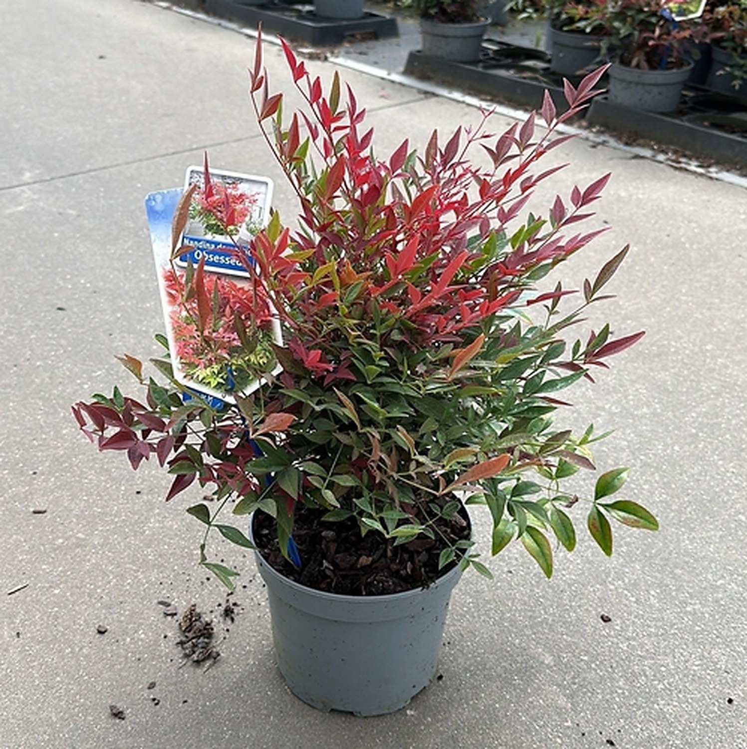 Nandina Domestica Obsessed Seika PBR Hemelse Bamboe 20 25 Cm In nandina-domestica-obsessed-seika-pbr-hemelse-bamboe-20-25-cm-in